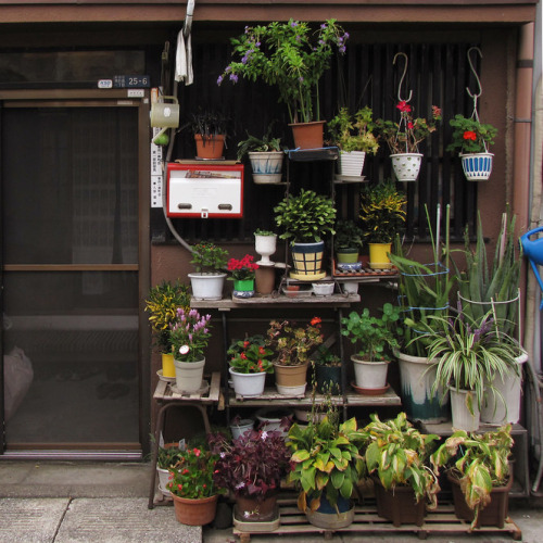 uroko:urban plants