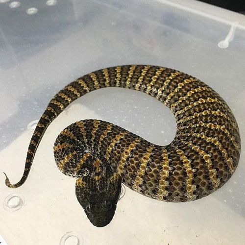 Freshly shed Rough Scaled Death Adder (Acanthophis rugosus). Credit: Ghost Exotics