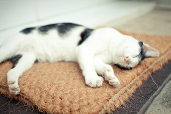 imhum4n:  Enjoying the laziness by isaberry on Flickr. 