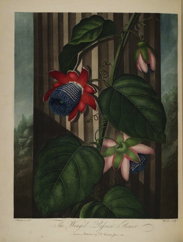 darksilenceinsuburbia:    Robert John Thornton // Temple of Flora, 1807  “The Temple