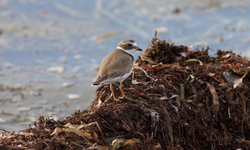 birdsandbirds - Semipalmated PloverKey West, FL