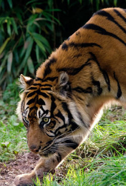 jaws-and-claws:  South Lakes Wild Animal Park 13/10/11 by Dave learns his Dig SLR? on Flickr. 