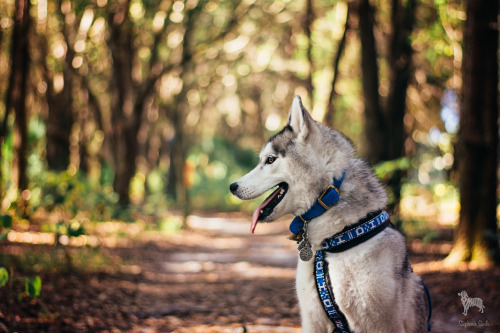 huskyhuddle:

huskyhuddle:Hubble turned three on Nov 19th and we celebrated with a 5 mile hike in dappled sunshine and gorgeous weather.  #husky