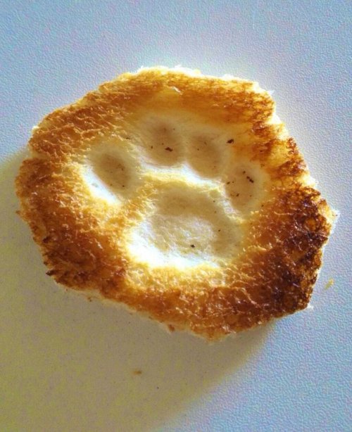 cheering-for: highlandvalley: 実家から送られてきた猫がうっかり踏んだ食パンの写真twitter.com/6__roku_/status/114008436