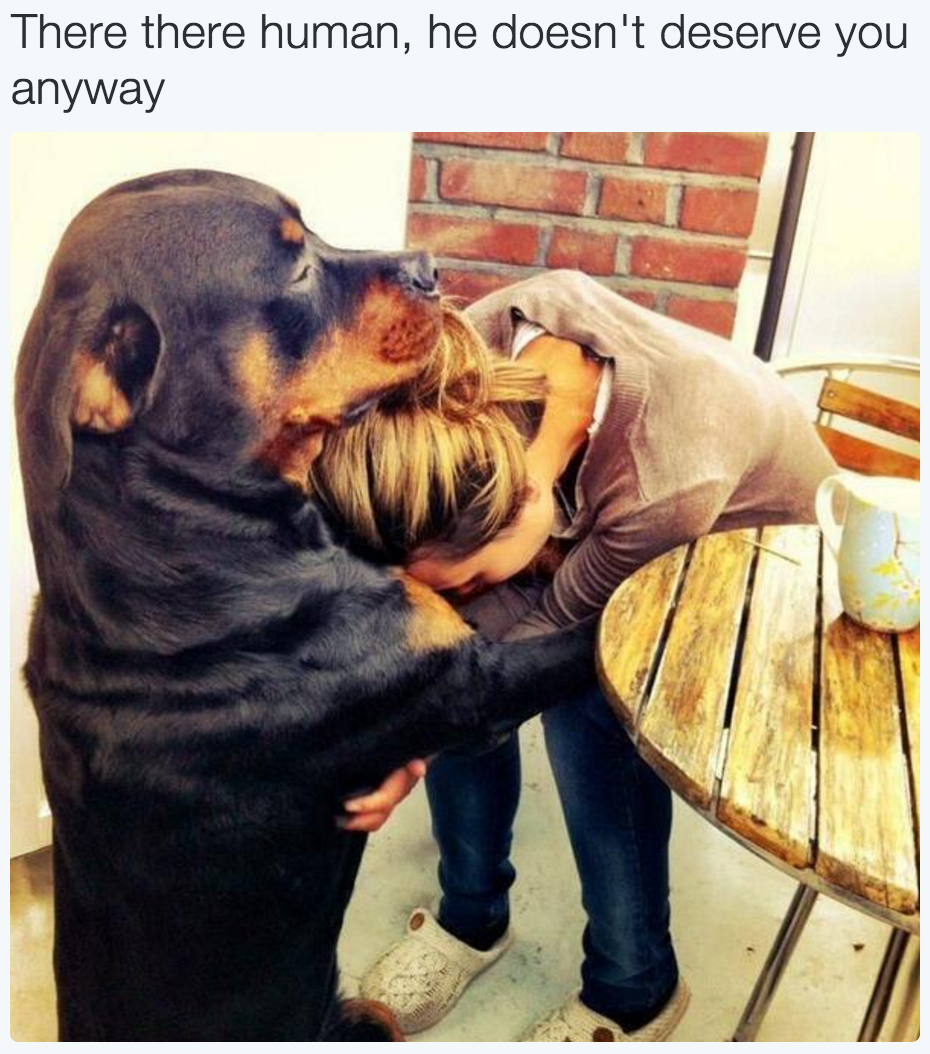 I need this dog.