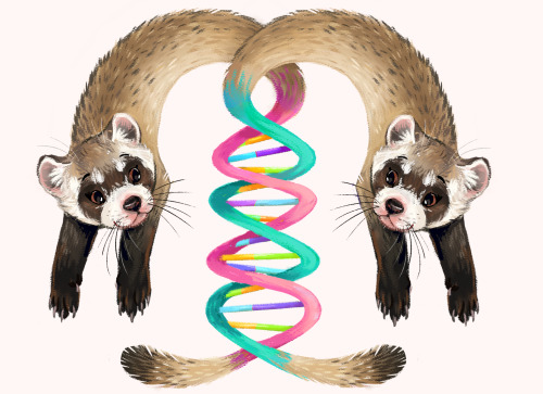 nuclearlemons:they cloned a ferret did you hear