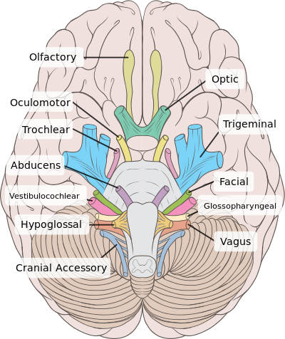 Cranial Nerves