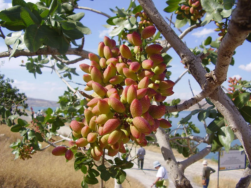 How Food Looks Before It’s Harvested.