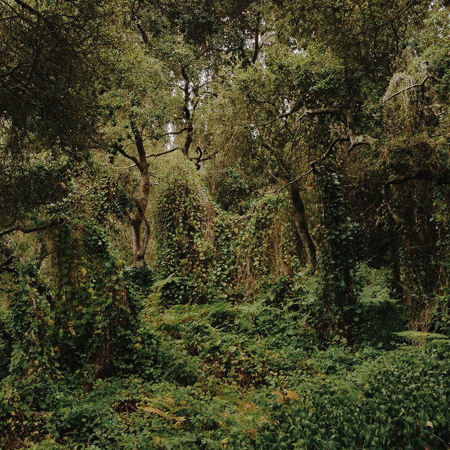 kevinruss:  Ivy overload. Arroyo Grande, California on Flickr. 