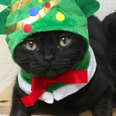 Matching Cat Pfps Christmas Hat