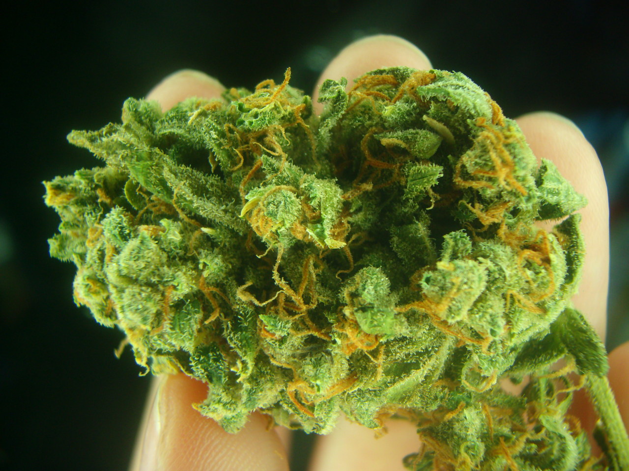 dinosaurbeards:  nugs :) 