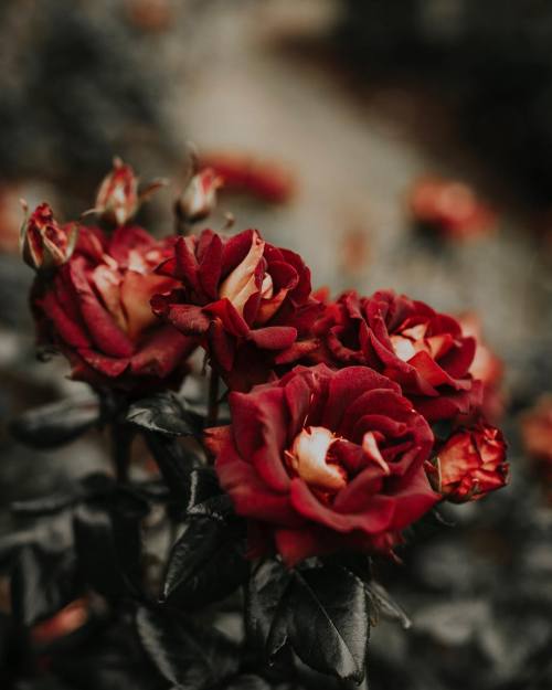 floralls: International Rose Test Garden, Portland  by Erin DeFuria