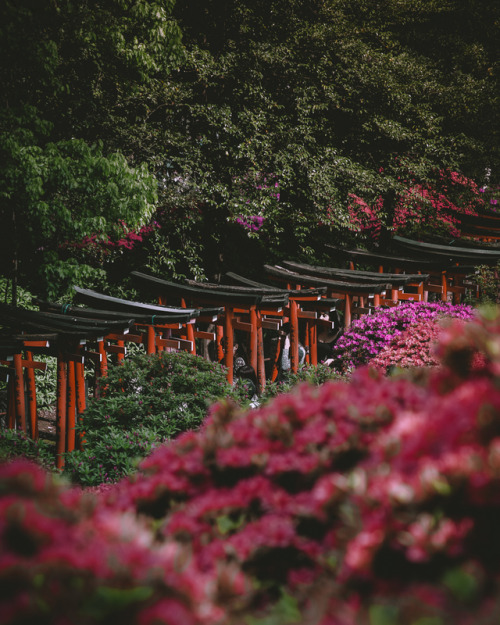 Bunkyo Azalea Festival, held at Nezu ShrineFrom mid-April until the early May, you can enjoy over 3,