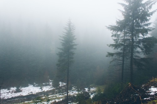 dpcphotography:In the thick of it 🌲☁️  D: