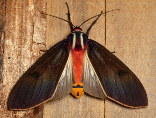 Porn photo coolthingoftheday:  TOP TEN COOLEST MOTHS1.