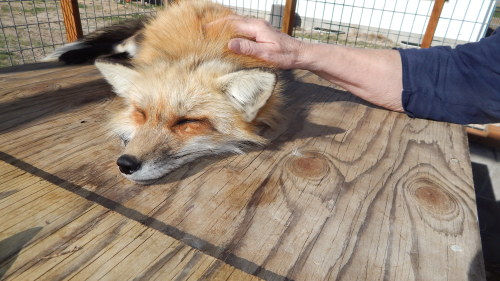 It’s a hard life being a fox, sitting around in the sun, showing off your cuteness to others. She’s 