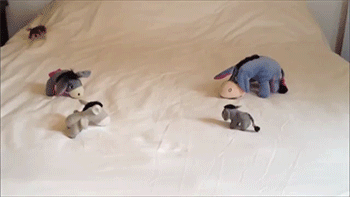 sizvideos: Ozzy the Weasel chooses wisely his new best friend Video 