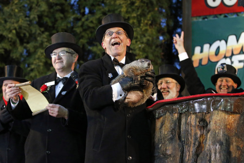 yahoonewsphotos:  Groundhog Day 2015 – Punxsutawney Phil predicts 6 more weeks of winterPunxsutawney Phil, the American groundhog famous for his weather predictions, saw his shadow after emerging from his burrow atop  Gobbler’s Knob in Pennsylvania