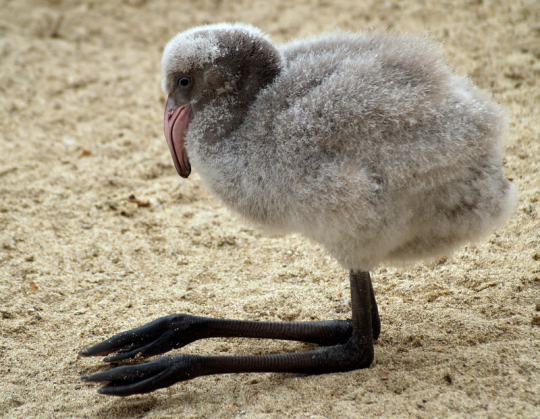 XXX eggcup:  damn. baby flamingo huge fuckin photo