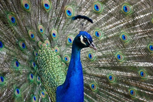 We found a peacock blocking the path with its wide fan of feathers as we walked through the zoo!✖️