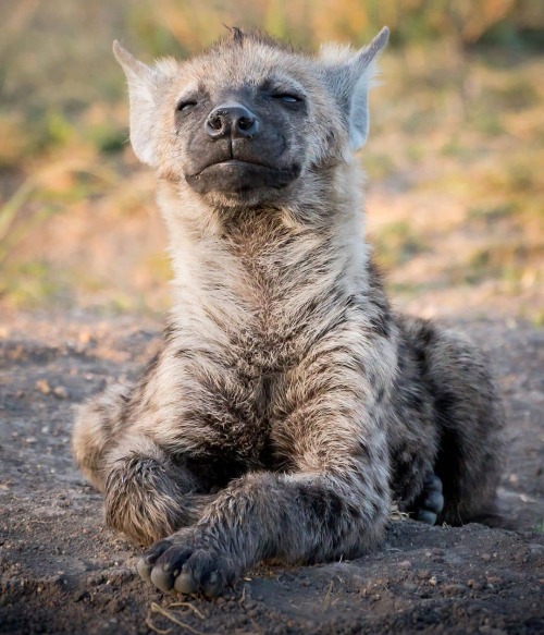 trashzy:Hyena