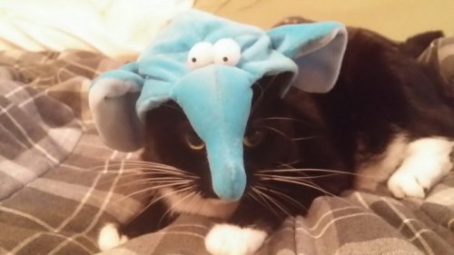 “No, my name is NOT… Dumbo…”