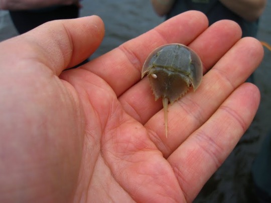 dopethrone:I always forget horseshoe crabs are one of my favorite animals which is so sad. google horseshoe crab baby right now