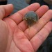 dopethrone:I always forget horseshoe crabs are one of my favorite animals which is so sad. google horseshoe crab baby right now