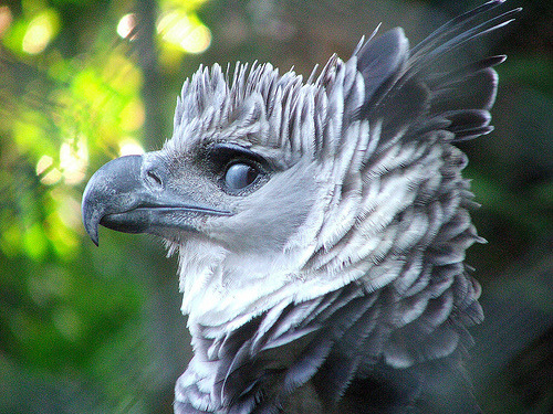 thegirlfrommexico:  thewarblerette:  mrthorinton:  clarabosswald:  so i saw this photo of a harpy eagleand i thought “woah what a noble beast” so i searched for more photos and i just  even the babiesi mean  this goes with almost all predator birds 