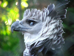 fairy-wren:  “This is a photo of the Harpy Eagle, a bird of prey usually inhabits tropical lowland rainforests in the upper canopy layer. “ 