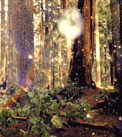 dirtyhippieproductions:  “A tree is beautiful, but what’s more, it has a right