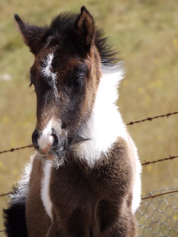 scarlettjane22:    Megalong Icelandic Horses  