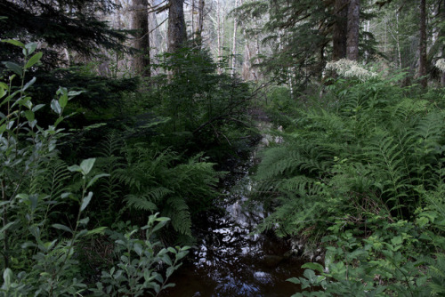 amandakaynorman: Big Four Ice Caves Trail Verlot, Washington