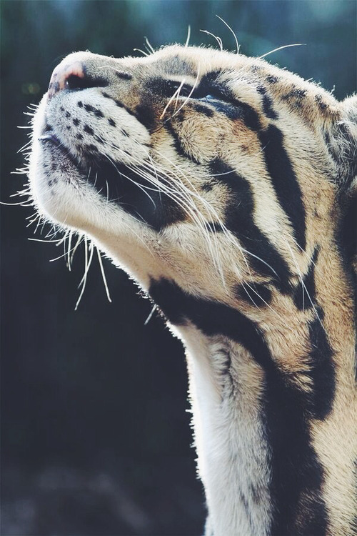 mandypandinha:  ♥ | via Tumblr em We Heart It.