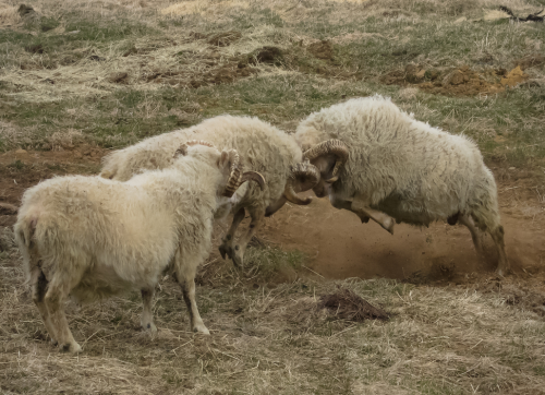 Icelandic Sheep (Ovis aries)
