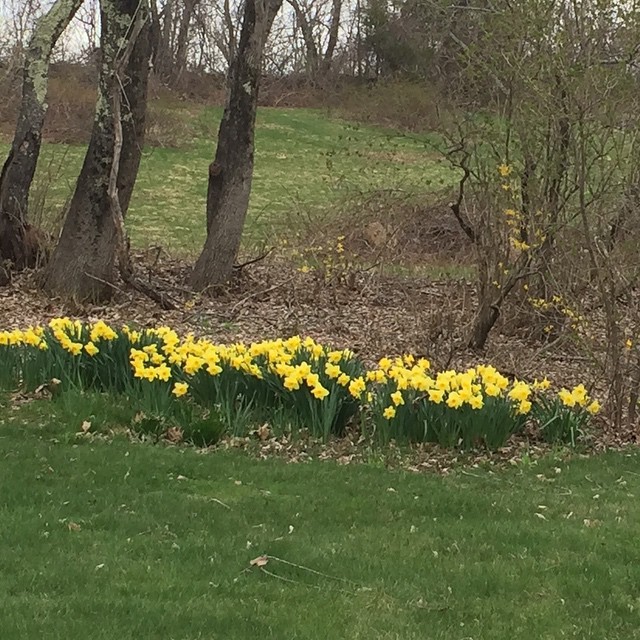 PerennialStyle.com — Daffodils