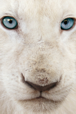 heavybucks:  White Lion Cub