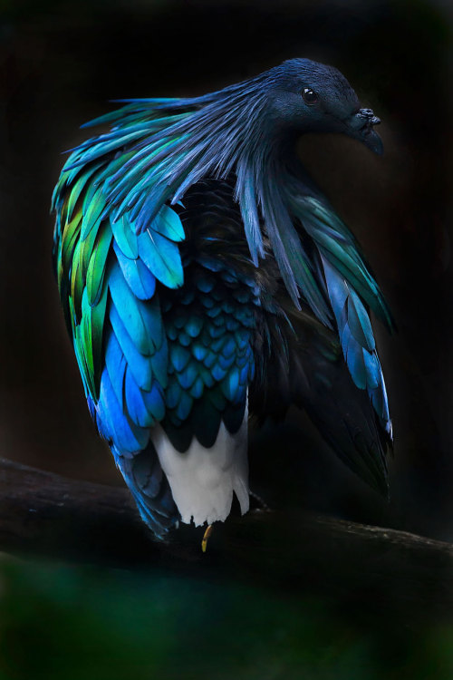 natural–blues: hollowedskin:  misteakenlyhere:  fozmeadows:  boredpanda:    Meet The Closest Living Relative To The Extinct Dodo Bird With Incredibly Colorful Iridescent Feathers    @elodieunderglass a VERY important birb  @hollowedskin  I LOVE HIM