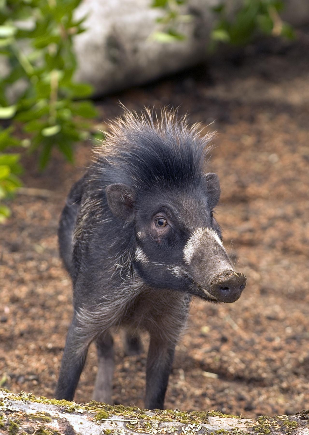 animaltoday:  Vasayan Warty Pig (Sus cebifrons)  These are small forest dwelling
