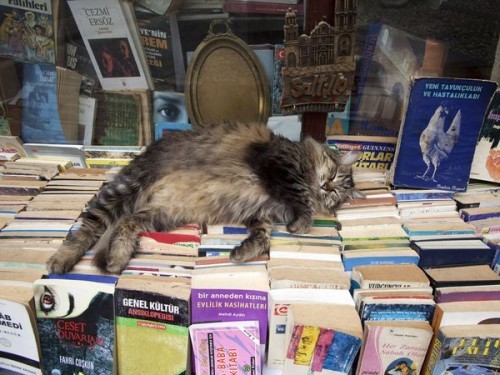 americanlibraryassoc:akashicbooks:whiskersandpages:Cats sleeping in booksugh gpoyCaturday: Books edi