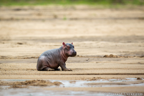 llbwwb: Baby Hippo by Will Burrard-Lucas I should just turn this into a fuckin hippo blog.