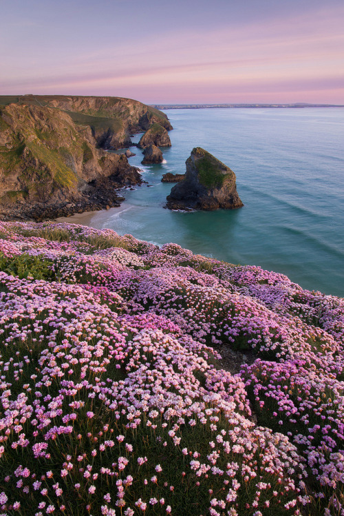 tulipnight: Bedruthan Pinks by George Edwards