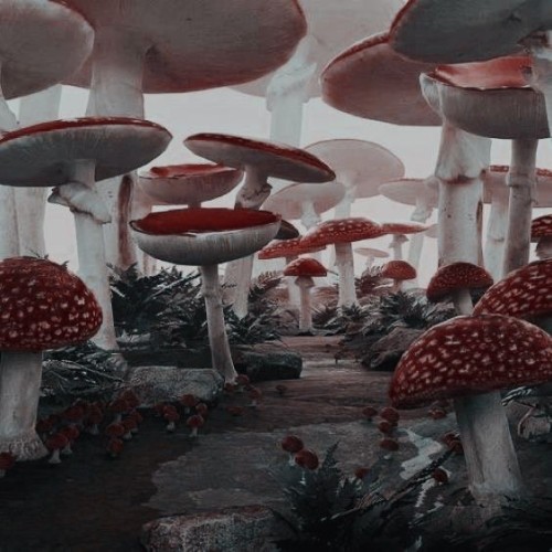 Welcome To Wonderland- Pick A Card