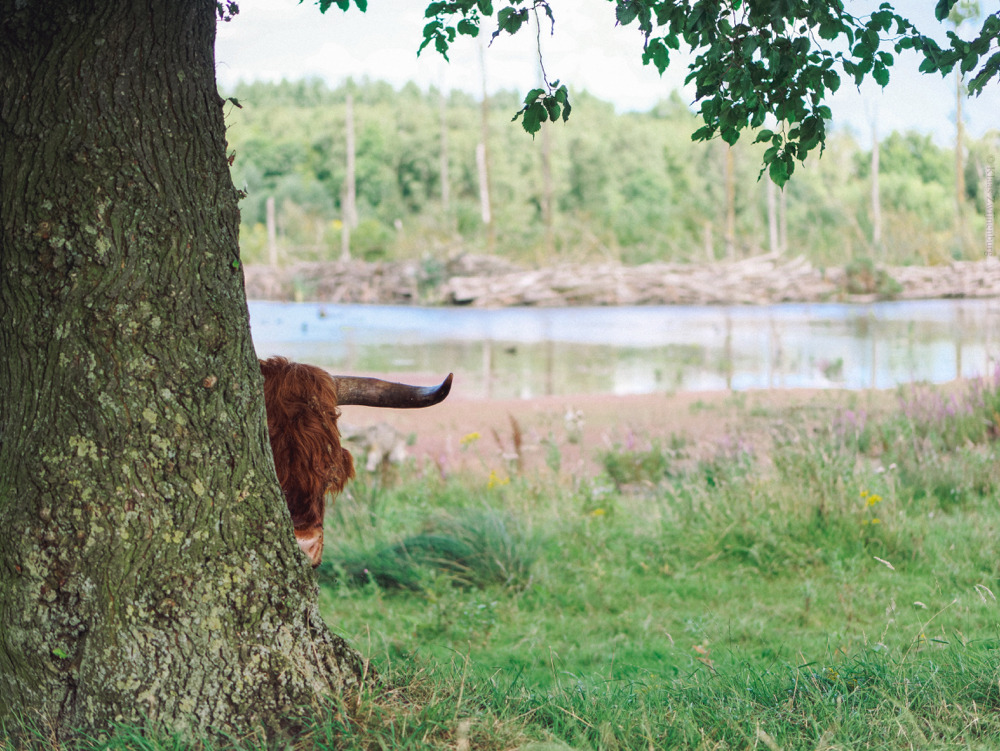 klaasfoto:  Hide and Seek, 2016  I tried to teach the herd how to play hide and seek