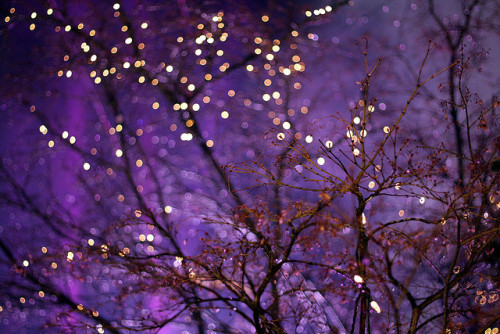 kvknowsherfun:ral-across-the-universe:Winter LightsI need more twinkle lights in my life