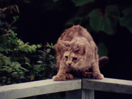 365filmsbyauroranocte: Grey Gardens (Ellen Hovde, Albert Maysles, David Maysles & Muffie Meyer, 1975): cats