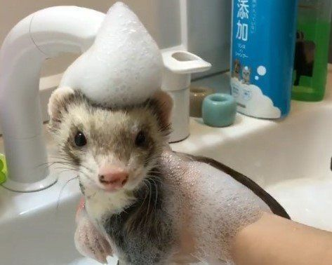 Washing The Stinky Slinky
