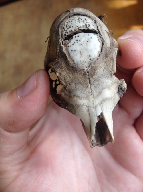 Hey bone friends, I need some help! Found this grey squirrel with a nasty skull, the bone is all por