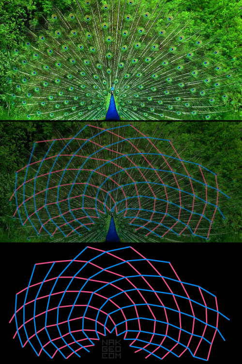 I was curious, so I analyzed the geometry of the peacock&rsquo;s tail-feather display. Turns out