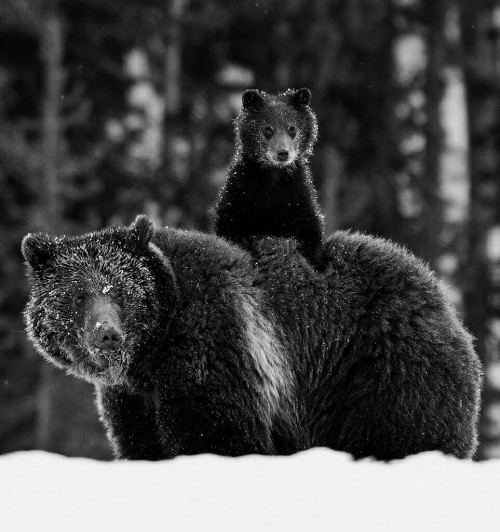 XXX Don’t you dare to mess up with bears photo